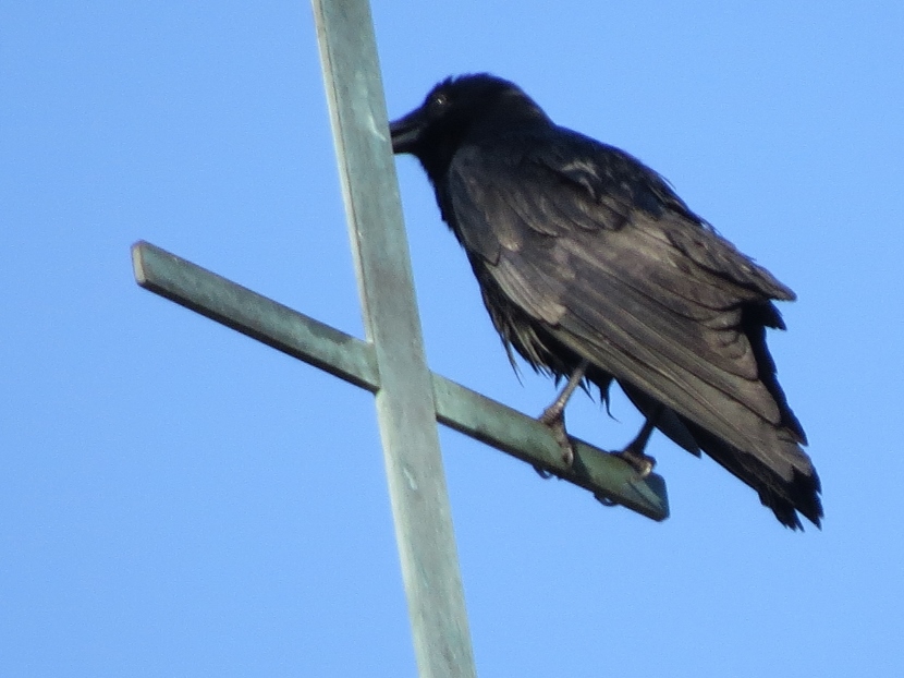 Steeple Sitters - Birds of Beaufort NC