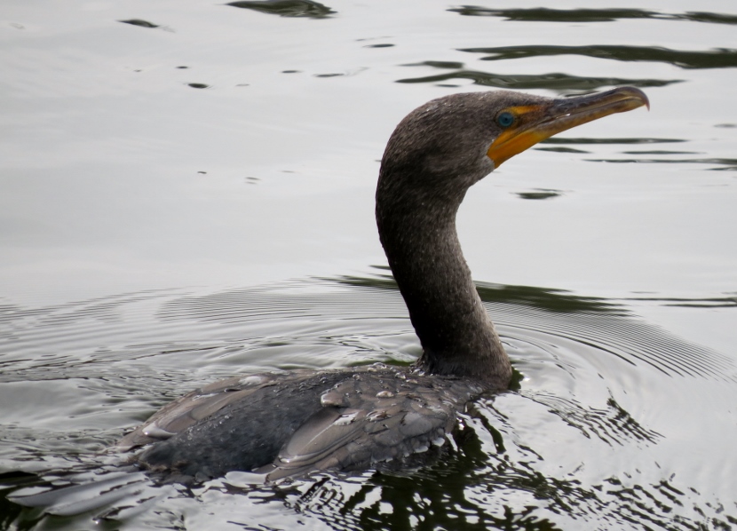 Winter Look-alikes - Birds of Beaufort NC