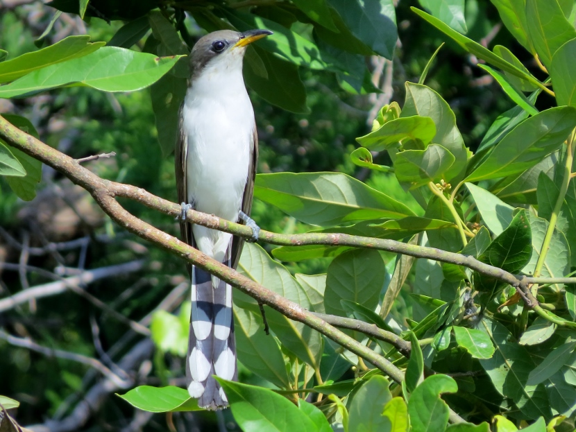 Yellow-billed Cuckoo - Birds of Beaufort NC