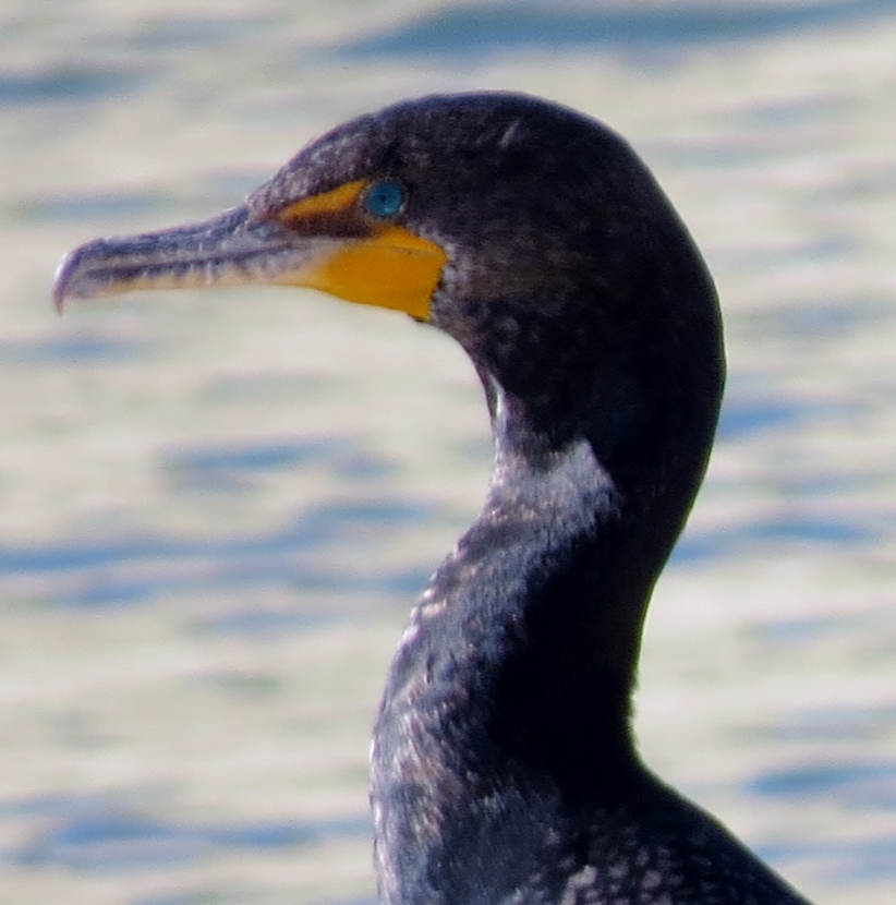 Double-Crested Cormorant - Birds of Beaufort NC