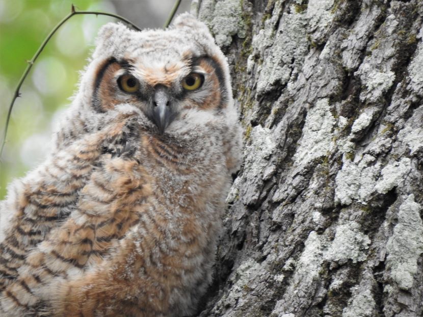 Owl’s Nest, Part 1 - Birds of Beaufort NC