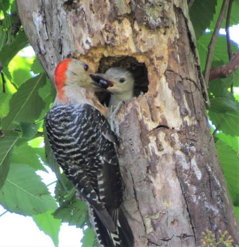 Woodpecker Nest, 1 - Birds of Beaufort NC