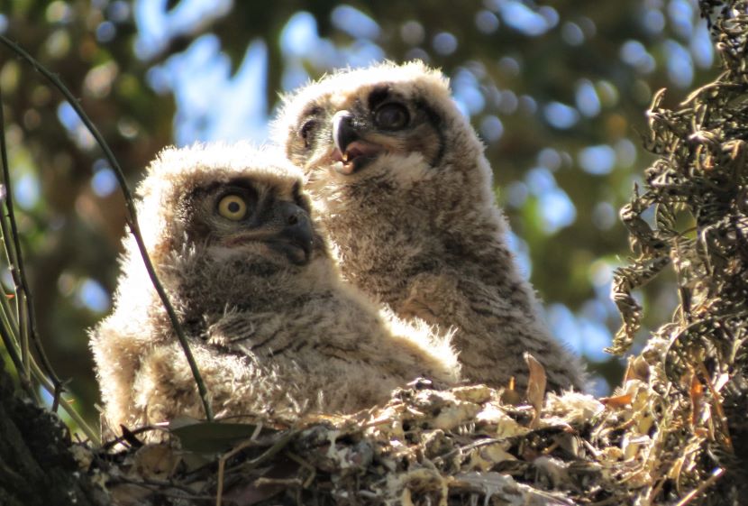 Two Owl Nestlings (2022) - Birds Of Beaufort NC