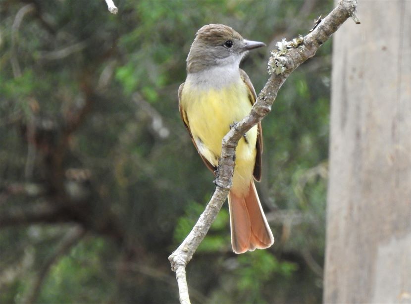 Nesting Flycatchers - Birds of Beaufort NC